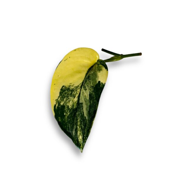 Scindapsus Jade Satin Aurea Scindapsus Jade Satin Aurea