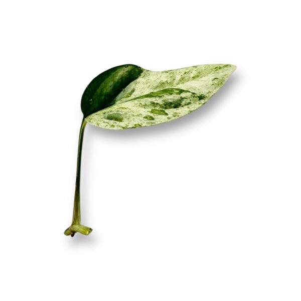 Epipremnum Pinnatum Marble