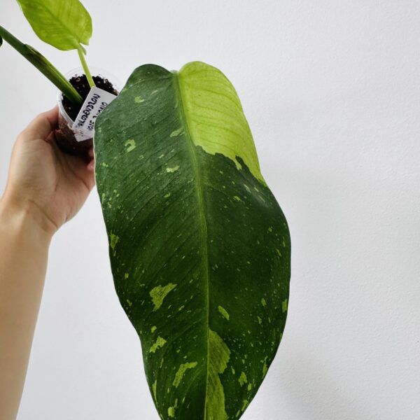 Philodendron Jose Buono