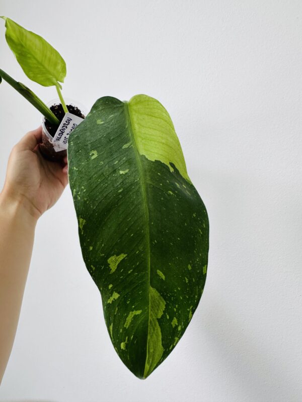IMG_8749 Philodendron Jose Buono