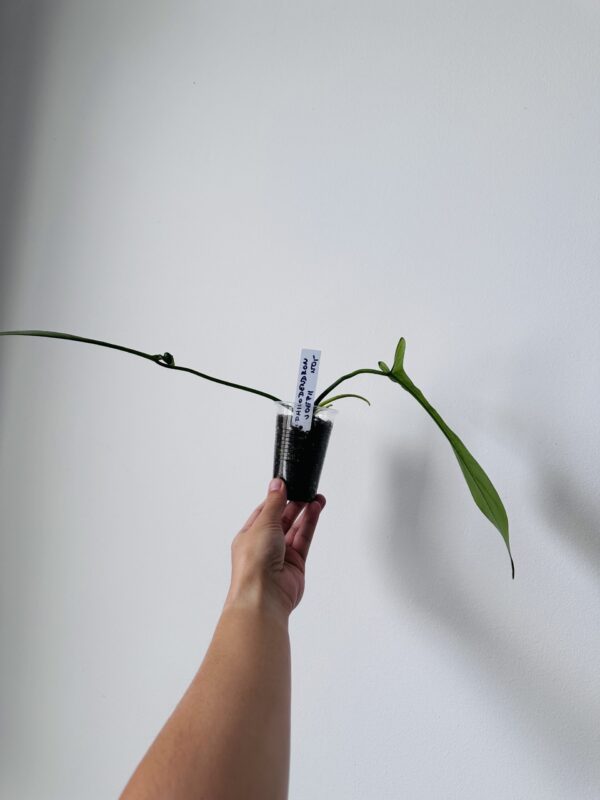Philodendron Joepii