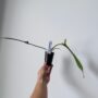 Philodendron Joepii