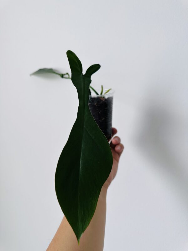 Philodendron Joepii