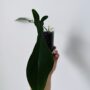 Philodendron Joepii