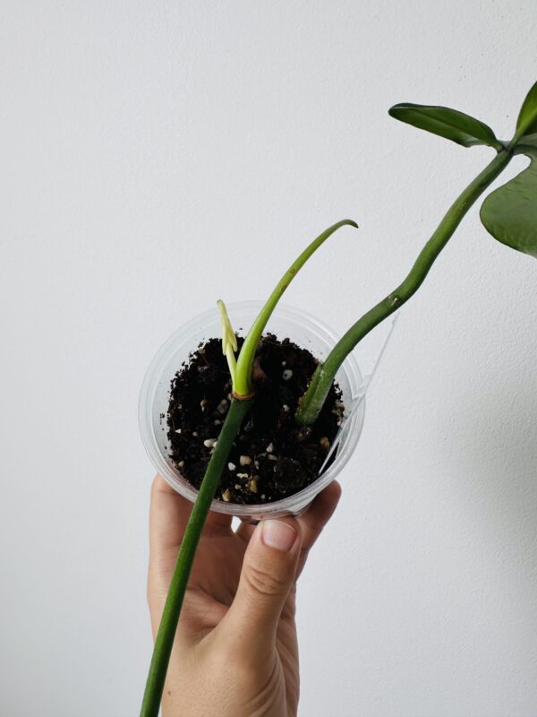 Philodendron Joepii
