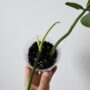 Philodendron Joepii