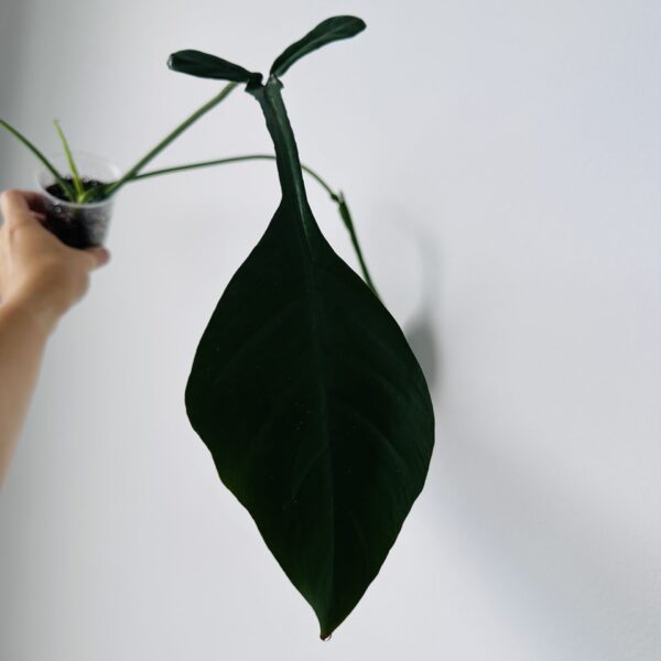 IMG_8763 Philodendron Joepii