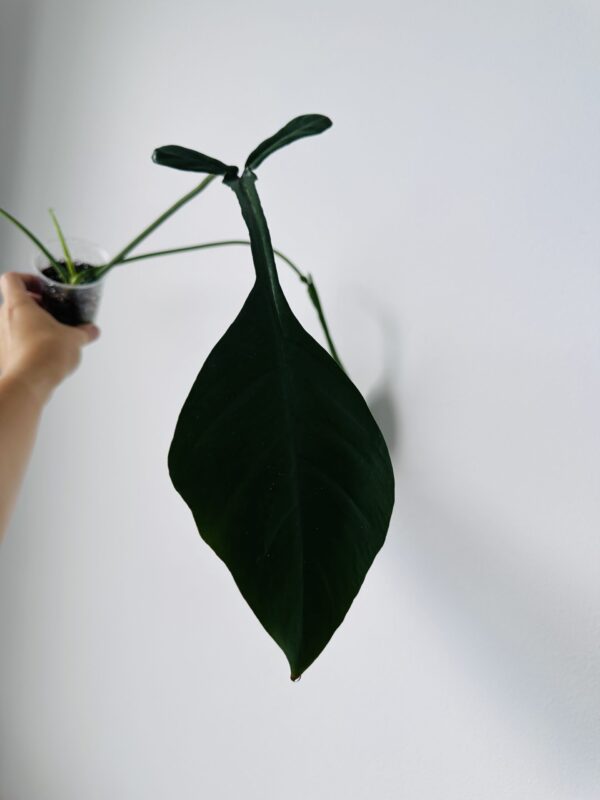 Philodendron Joepii