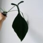 Philodendron Joepii