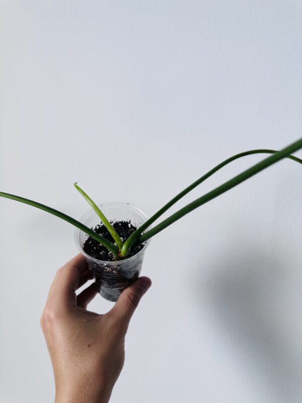 Philodendron Joepii