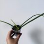 Philodendron Joepii