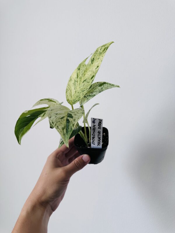 Epipremnum Pinnatum Marble