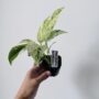 Epipremnum Pinnatum Marble