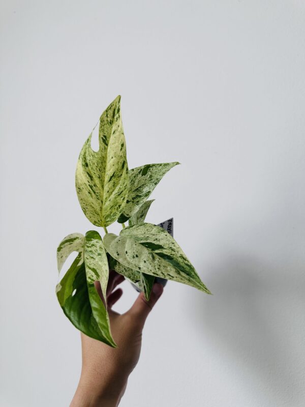 Epipremnum Pinnatum Marble