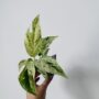 Epipremnum Pinnatum Marble