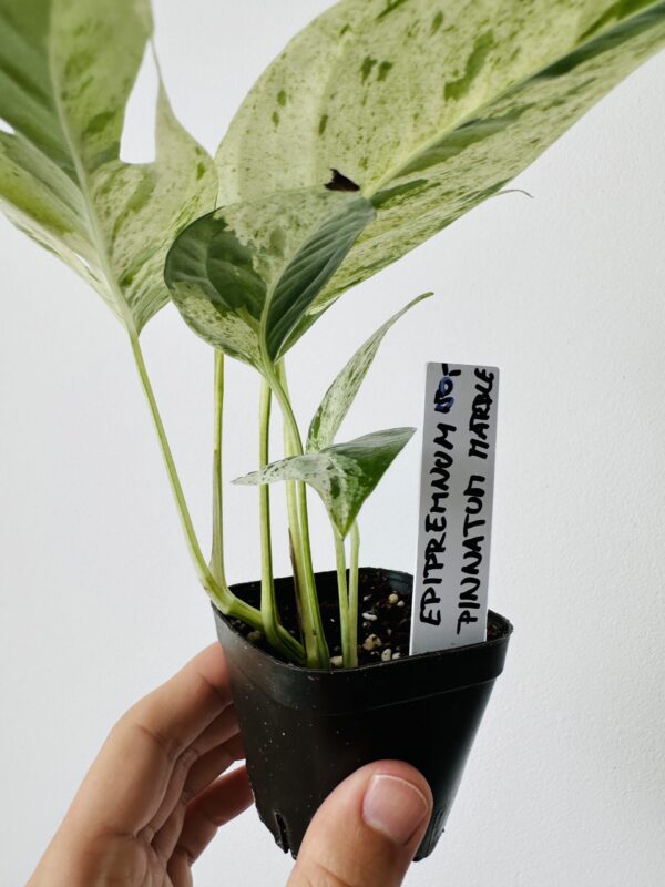 Epipremnum Pinnatum Marble