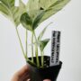 Epipremnum Pinnatum Marble