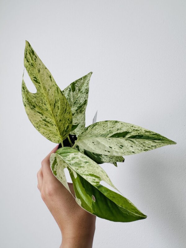 Epipremnum Pinnatum Marble