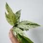 Epipremnum Pinnatum Marble