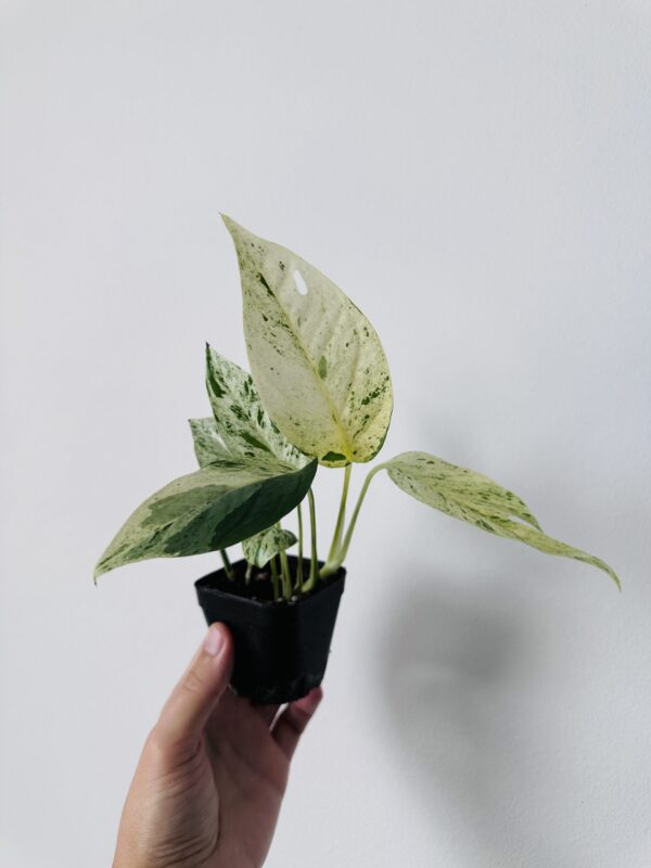 Epipremnum Pinnatum Marble