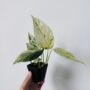 Epipremnum Pinnatum Marble