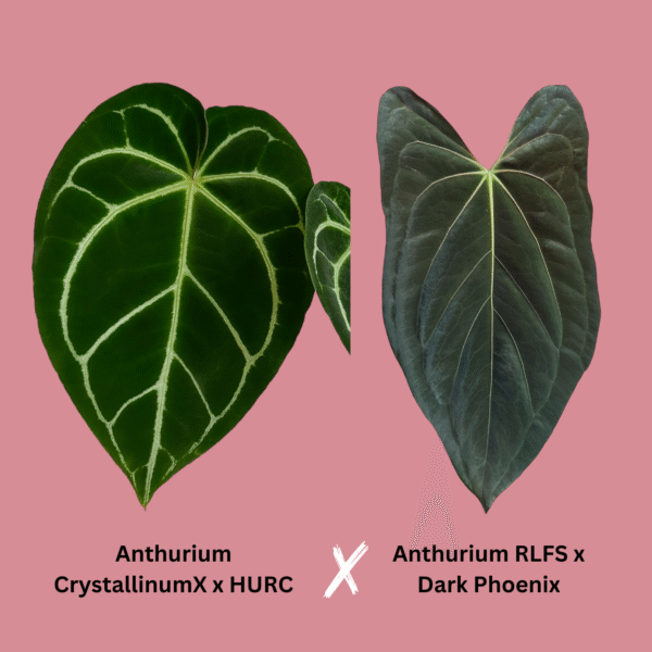 (CrystallinumX x HURC) x (RLFS x Dark Phoenix)