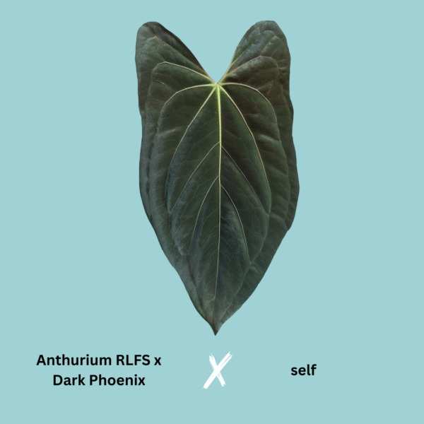 (RLFS x Dark Phoenix) x self