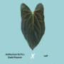 Anthurium (RLFS x Dark Phoenix) x self (RLFS x Dark Phoenix) x self