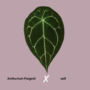 Anthurium Forgetii x self