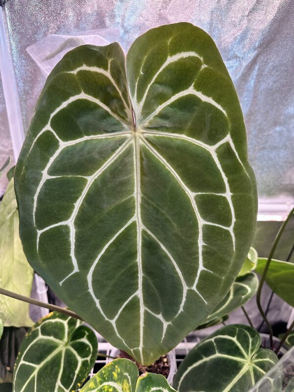 Anthurium CrystallinumX x HURC Mother Plant