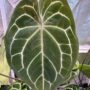 Anthurium CrystallinumX x HURC Mother Plant