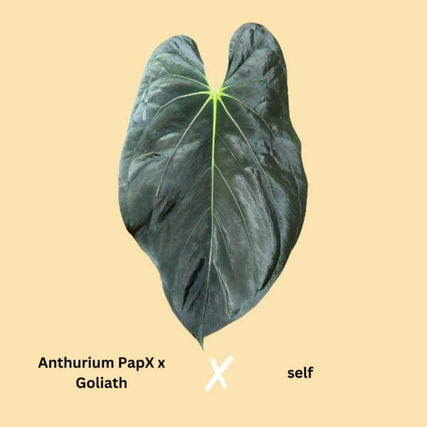 Anthurium (PapillilaminumX x Goliath) x self