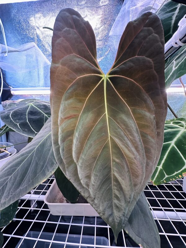 IMG_1701 (RLFS x Dark Phoenix) x self