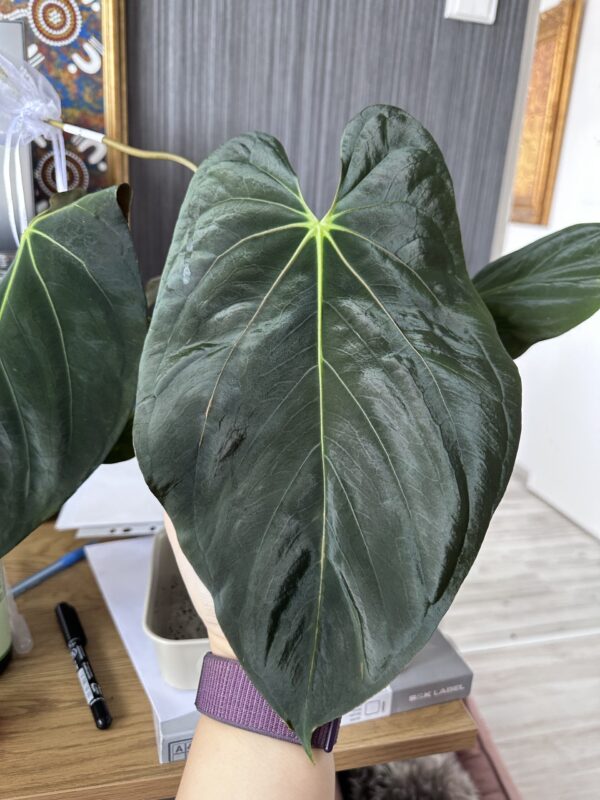 IMG_2383 Anthurium (PapillilaminumX x Goliath) x self