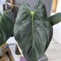 IMG_2383 Anthurium (PapillilaminumX x Goliath) x self
